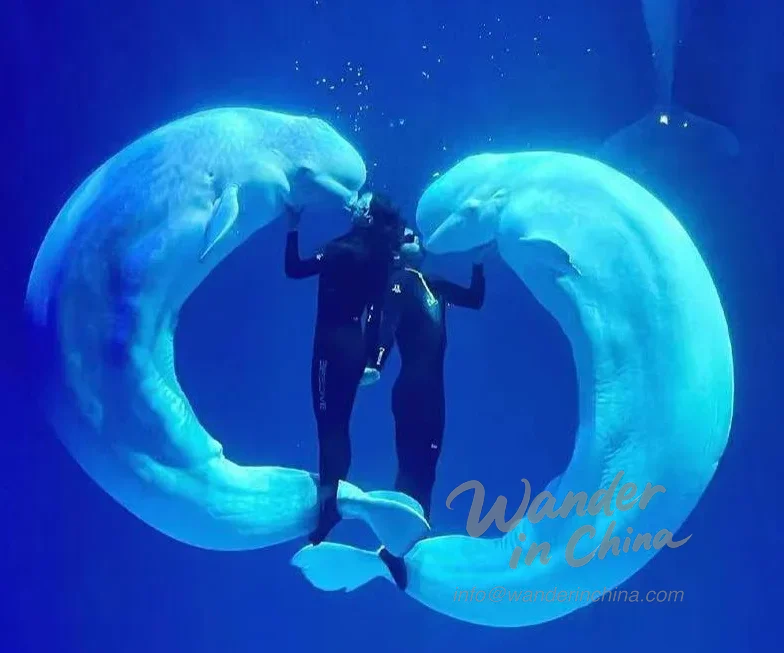 Beluga walvis show in Harbin Polarland.