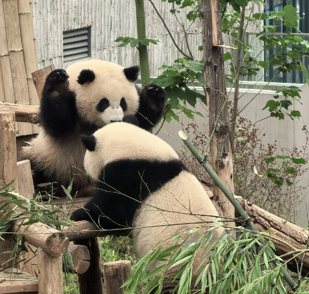 Giant Panda Eating Bamboo in Chengdu.