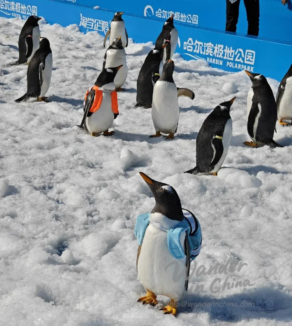 Harbin Polarland: Bekijk Beluga's & Pinguïns in Winter Wonderland