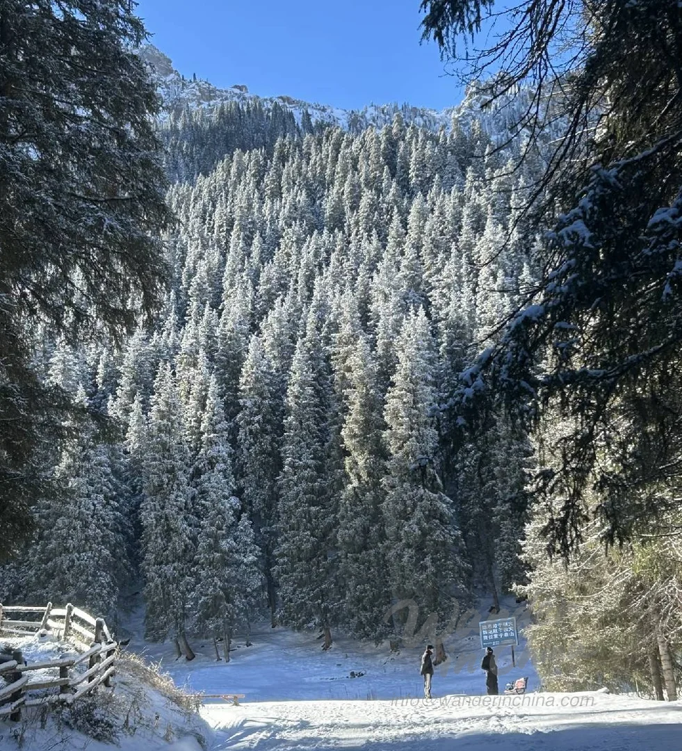 天池（Tianchi）：ウルムチからの日帰り旅行と新疆の景色