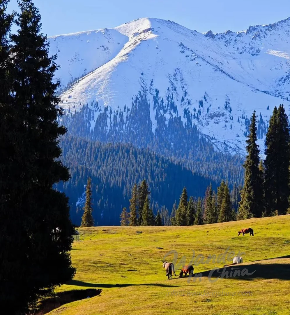 남산 목장 트레일을 걷는 하이커.