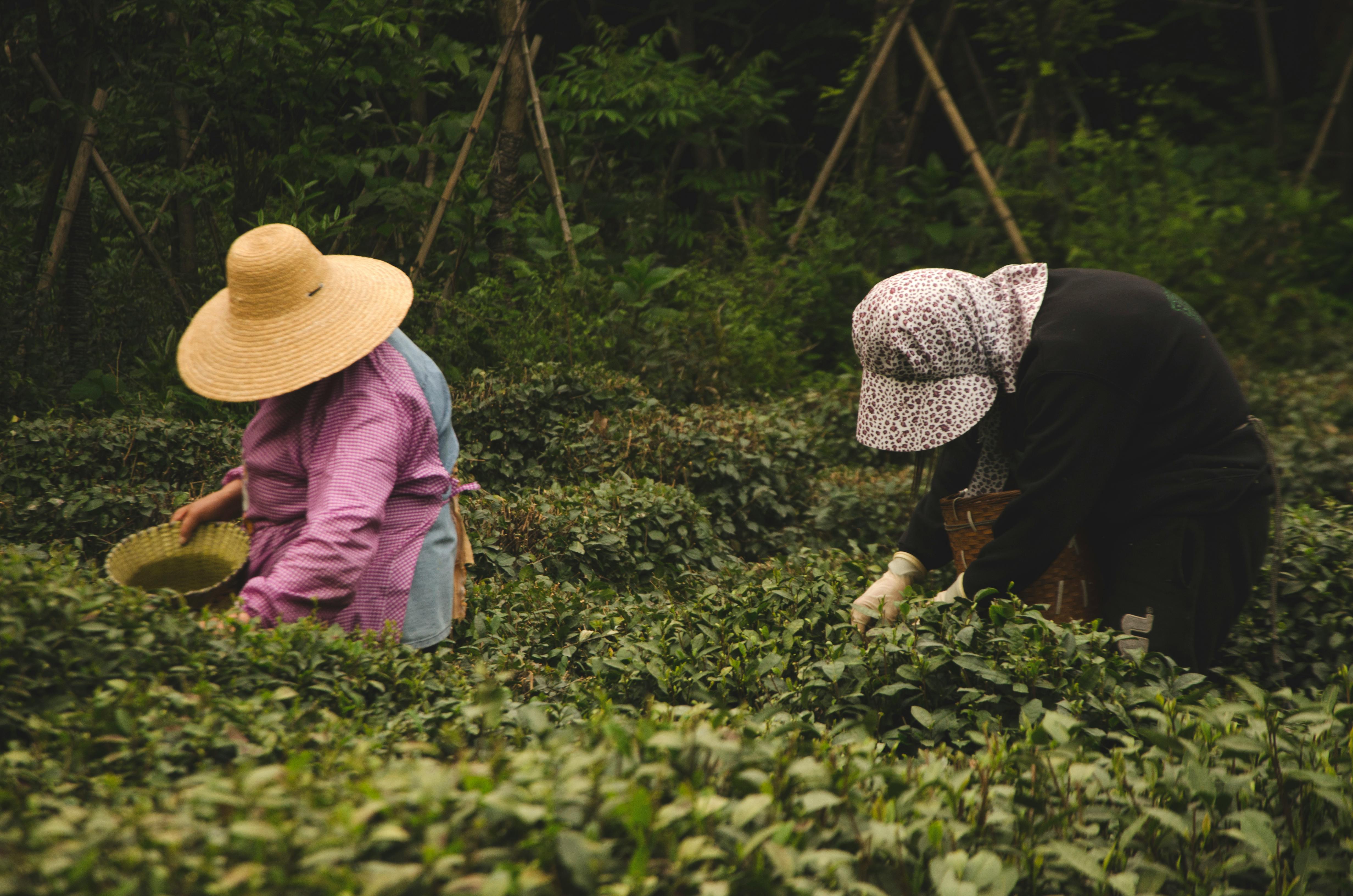 Longjing Tea at West Lake, Hangzhou.