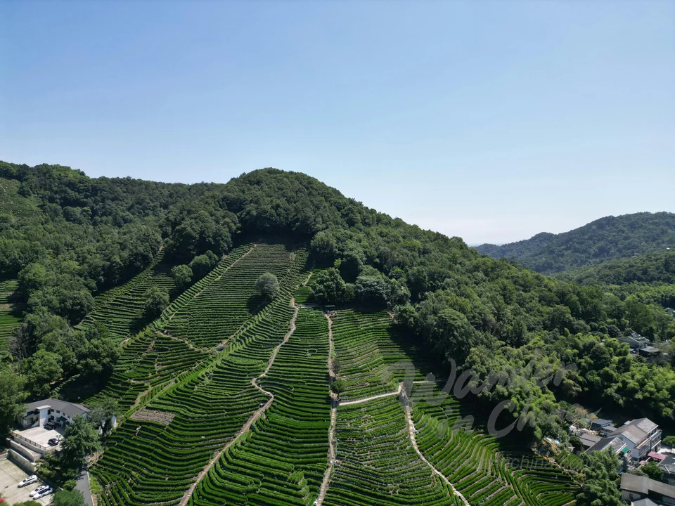杭州附近的龙井茶种植园。