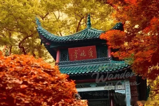 爱晚亭的红枫叶，长沙的秋天。