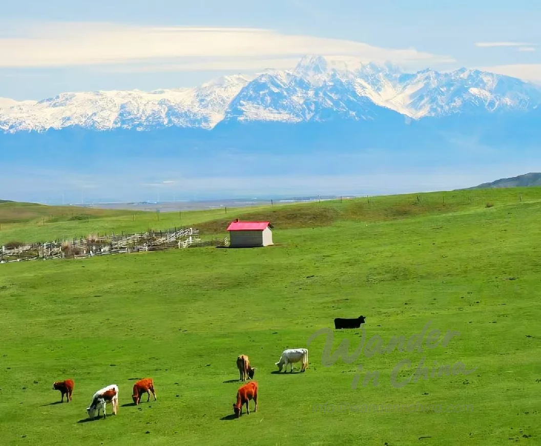 우루무치 근교 남산 목장의 풍경.
