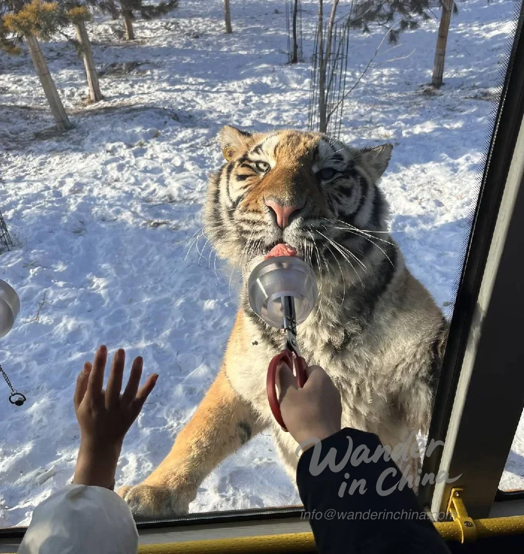 遊客乘坐巴士觀虎。