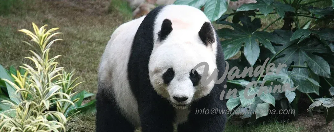 成都：古今交融的魅力之城