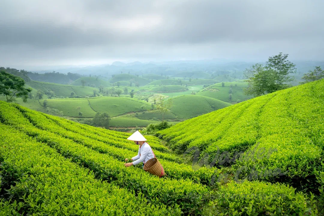 龍井茶：遊覽杭州鬱鬱蔥蔥的綠茶種植園