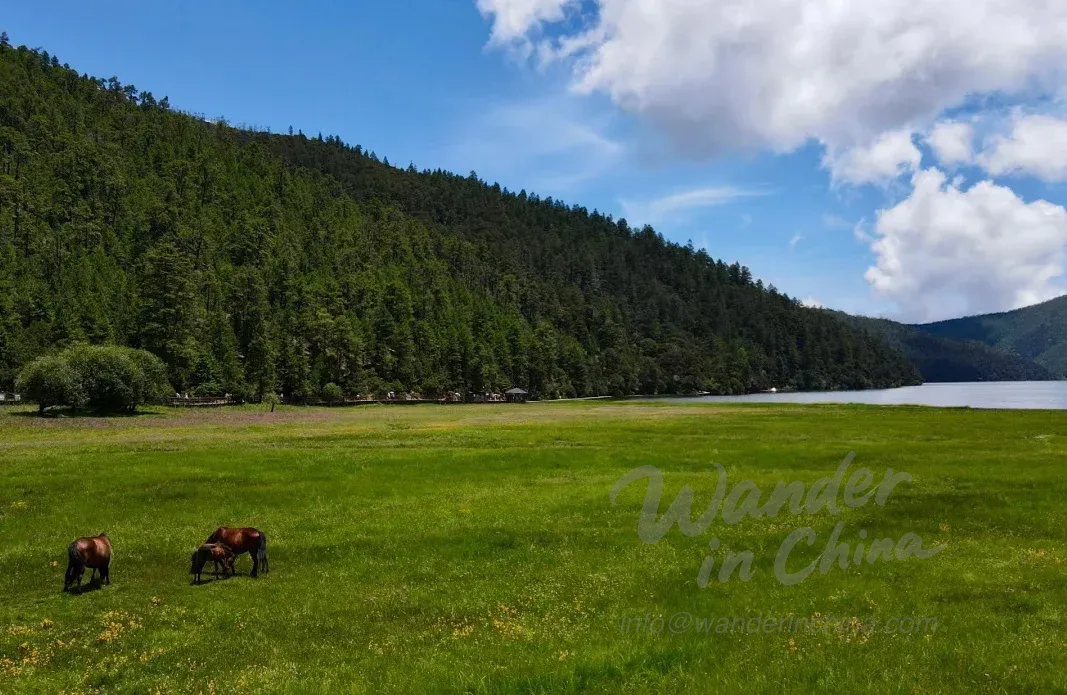 普達措国立公園を発見：シャングリラの自然の楽園
